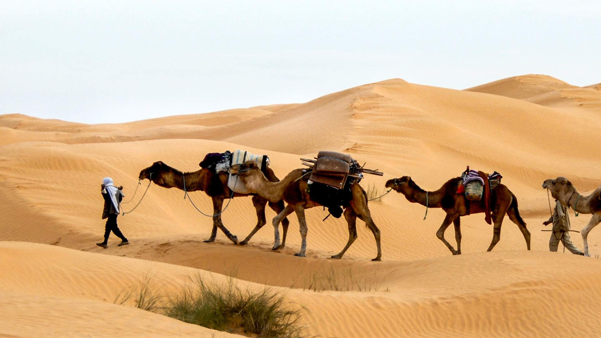 Le desert tunisien
